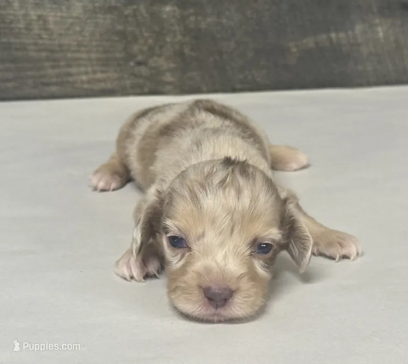 Diseal-lh (daple/creme/piebald/deluite – Miniature Dachshund puppy for sale in Aiken, SC