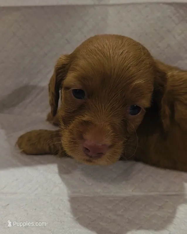 Lilly-lh (daple/creme – Miniature Dachshund puppy for sale in Aiken, SC
