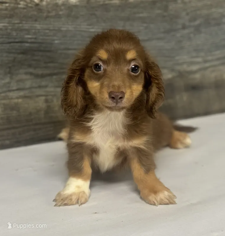 Coco-lh (crème/deluite/daple/pie – Miniature Dachshund puppy for sale in Aiken, SC