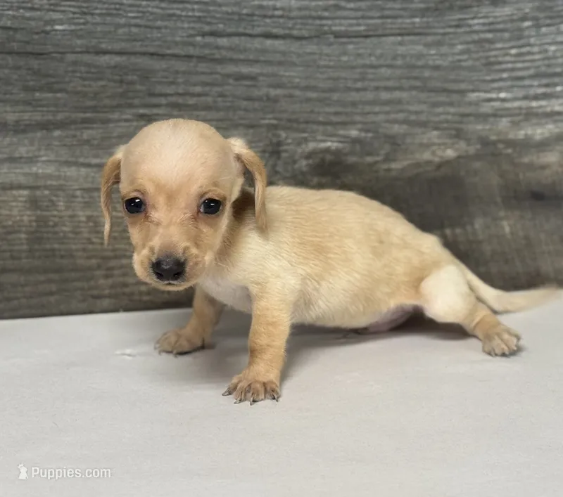 Link (daple/deluite/creme/lh, a male Miniature Dachshund for sale in Aiken, SC – 1 of 2