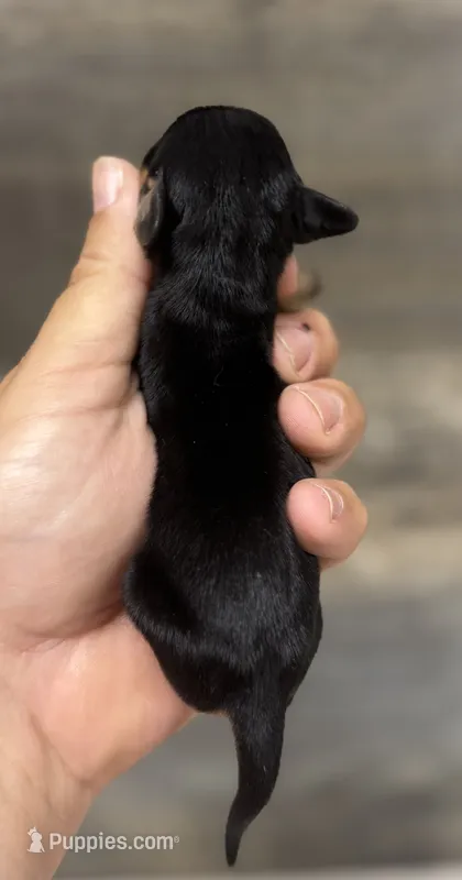 Saddie (daple/creme/lh/deluite – Miniature Dachshund puppy for sale in Aiken, SC