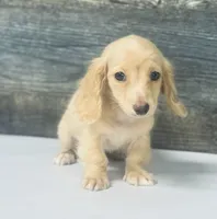 Cash-lh (ee crème/daple and creme, a male Miniature Dachshund for sale in Aiken, SC – 1 of 3