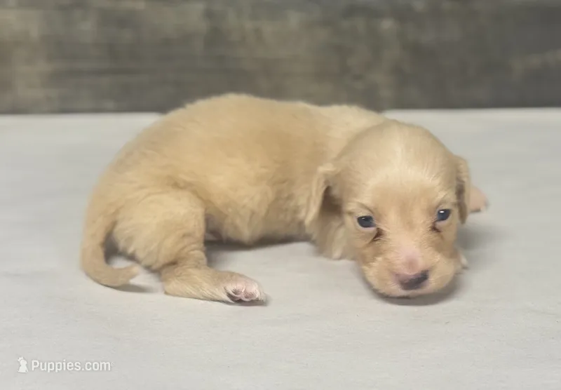 Atlas-lh (crème/dapple – Miniature Dachshund puppy for sale in Aiken, SC
