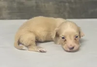 Atlas-lh (crème/dapple, a male Miniature Dachshund for sale in Aiken, SC – 1 of 2