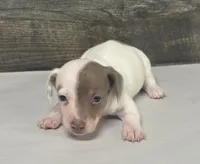Dime , a male Miniature Dachshund for sale in Aiken, SC – 2 of 3