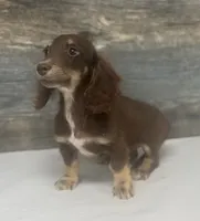 Van-lh (daple/creme/deluite, a male Miniature Dachshund for sale in Aiken, SC – 3 of 3
