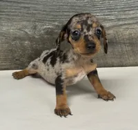 Diseal (daple/creme/deluite/lh, a male Miniature Dachshund for sale in Aiken, SC – 2 of 2