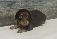 Lilly-lh (daple/creme Russian dad, a female Miniature Dachshund for sale in Aiken, SC – 1 of 3