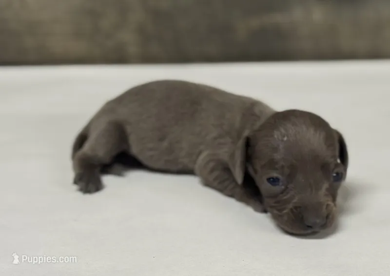 Betty- daple/creme/lh – Miniature Dachshund puppy for sale in Aiken, SC