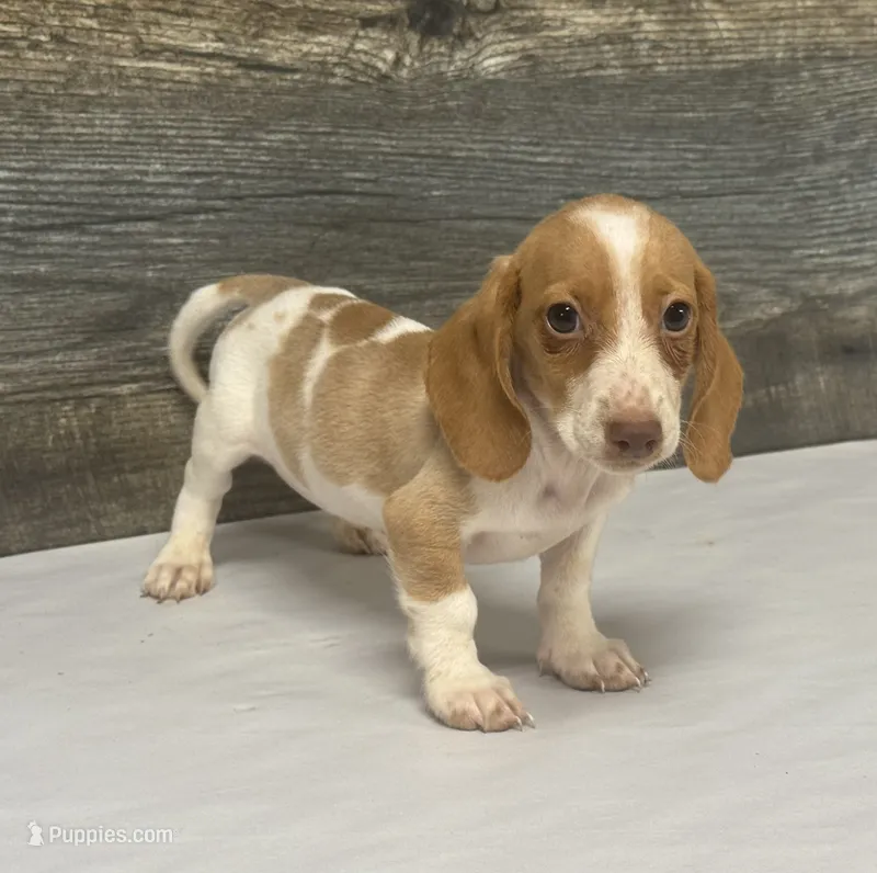 Link (crème/daple/lh/deluite- russian import dad – Miniature Dachshund puppy for sale in Aiken, SC