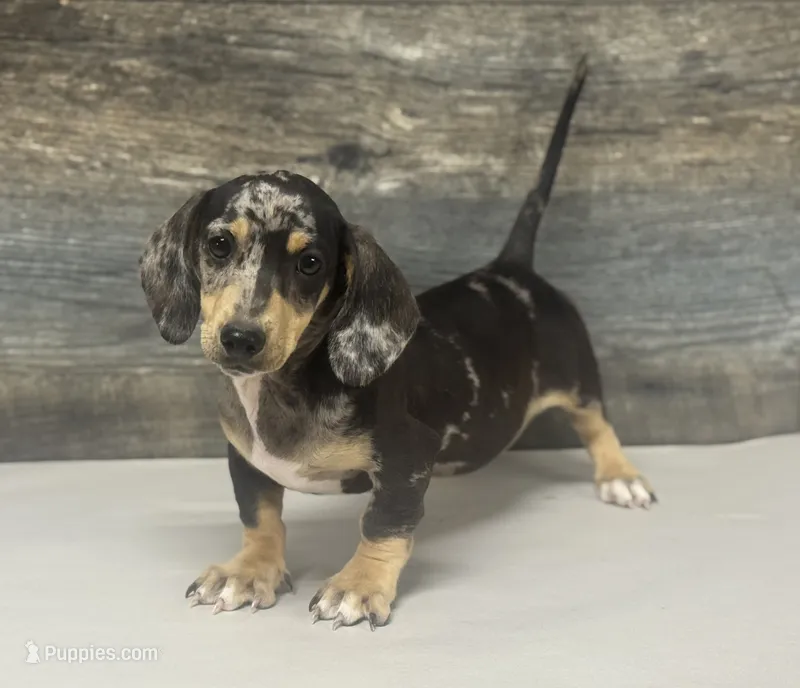 Levi. (Dapple & crème) – Miniature Dachshund puppy for sale in Aiken, SC