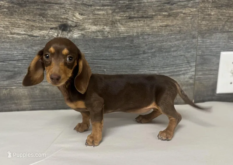 Baby (crème/lh/daple/pie – Miniature Dachshund puppy for sale in Aiken, SC