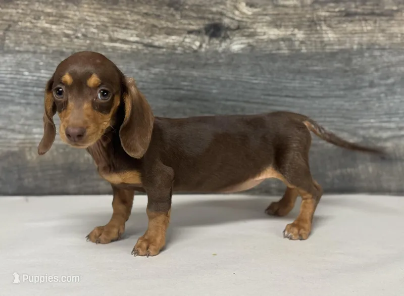 Baby (crème/lh/daple/pie – Miniature Dachshund puppy for sale in Aiken, SC