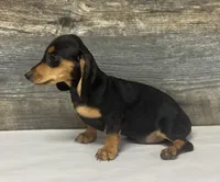 Misty (daple/creme/lh, a female Miniature Dachshund for sale in Aiken, SC – 2 of 2