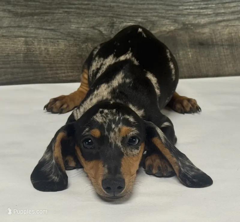 Spud (daple/creme – Miniature Dachshund puppy for sale in Aiken, SC