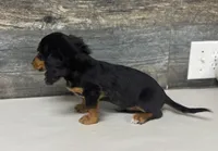 Buddy-lh (daple/deluite/pie, a male Miniature Dachshund for sale in Aiken, SC – Photo 2 of 2