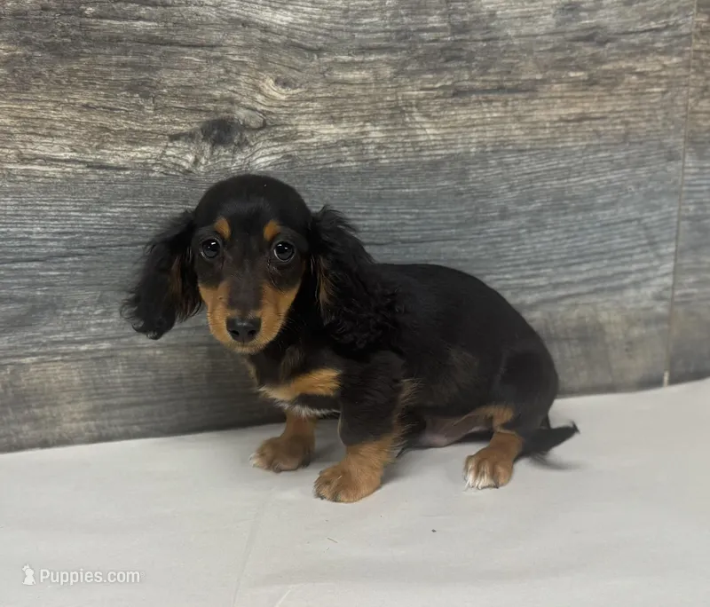 Buddy-lh (daple/deluite/pie – Miniature Dachshund puppy for sale in Aiken, SC