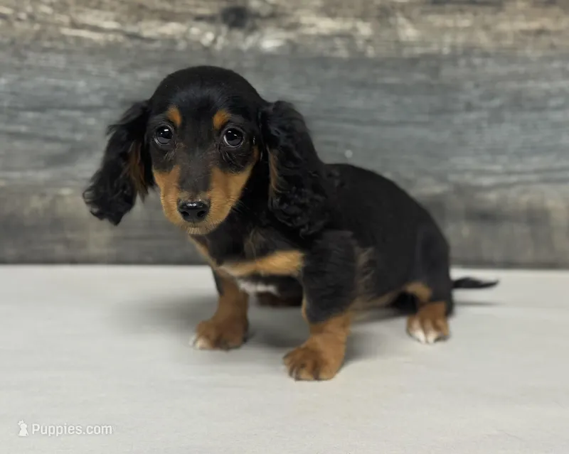 Buddy-lh (daple/deluite/pie – Miniature Dachshund puppy for sale in Aiken, SC