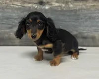 Buddy-lh (daple/deluite/pie, a male Miniature Dachshund for sale in Aiken, SC – Photo 1 of 2