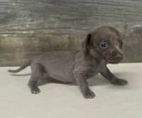 Tinker (daple/creme/lh, a female Miniature Dachshund for sale in Aiken, SC – 2 of 2