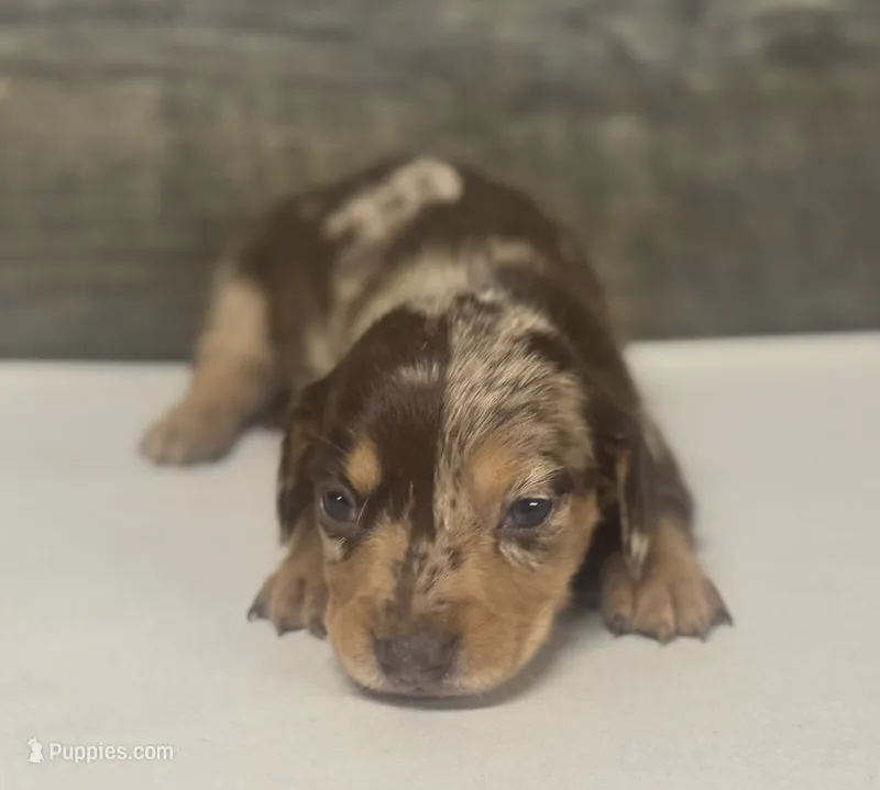 Dax (crème/daple/deluite/pie l/lh – Miniature Dachshund puppy for sale in Aiken, SC
