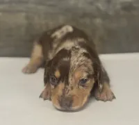 Dax (crème/daple/deluite/pie l/lh, a male Miniature Dachshund for sale in Aiken, SC – 1 of 3