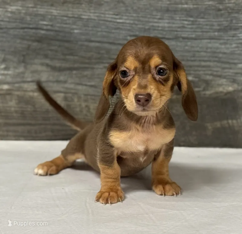 Max (pie/daple/deluite/lh/creme – Miniature Dachshund puppy for sale in Aiken, SC