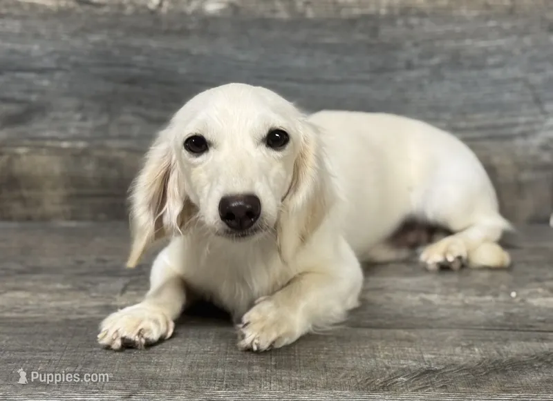 Ghost  – Miniature Dachshund puppy for sale in Aiken, SC