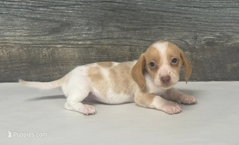 Link (creme/deluite/lh-russian dad – Miniature Dachshund puppy for sale in Aiken, SC