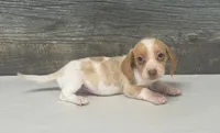 Link (creme/deluite/lh-russian dad, a male Miniature Dachshund for sale in Aiken, SC – 1 of 3