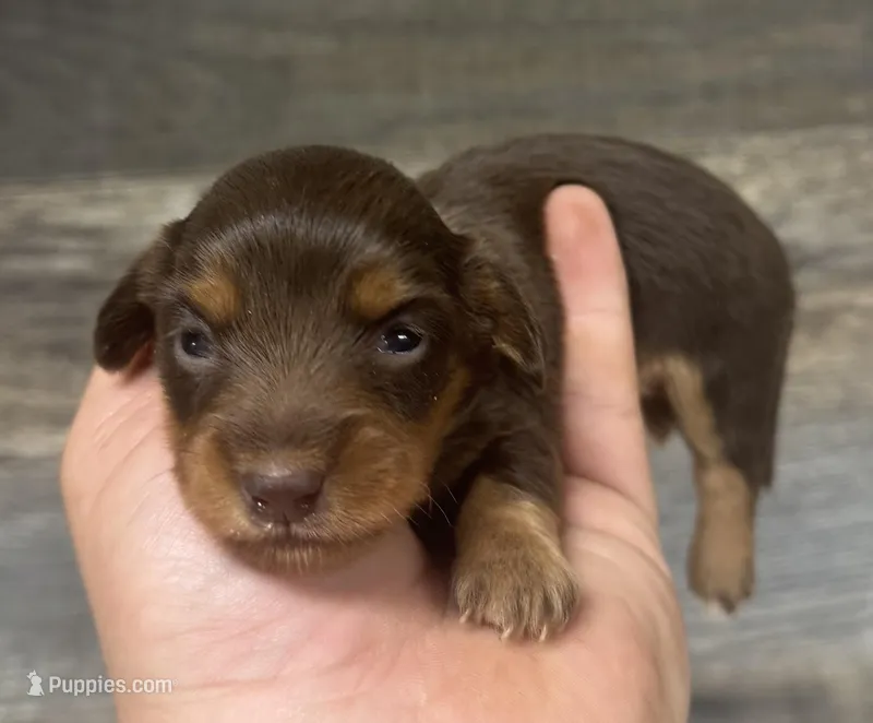 Coco-lh (Russian dad( Deluite and crme) – Miniature Dachshund puppy for sale in Aiken, SC