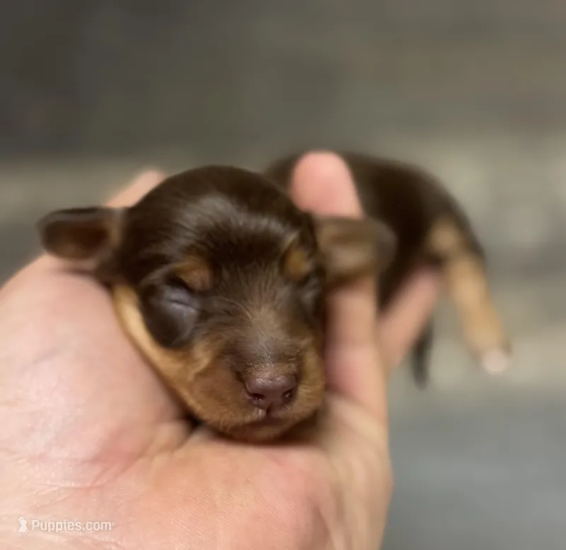 Coco-lh (Russian dad( Deluite and crme) – Miniature Dachshund puppy for sale in Aiken, SC
