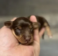 Coco-lh (Russian dad( Deluite and crme), a female Miniature Dachshund for sale in Aiken, SC – Photo 1 of 2