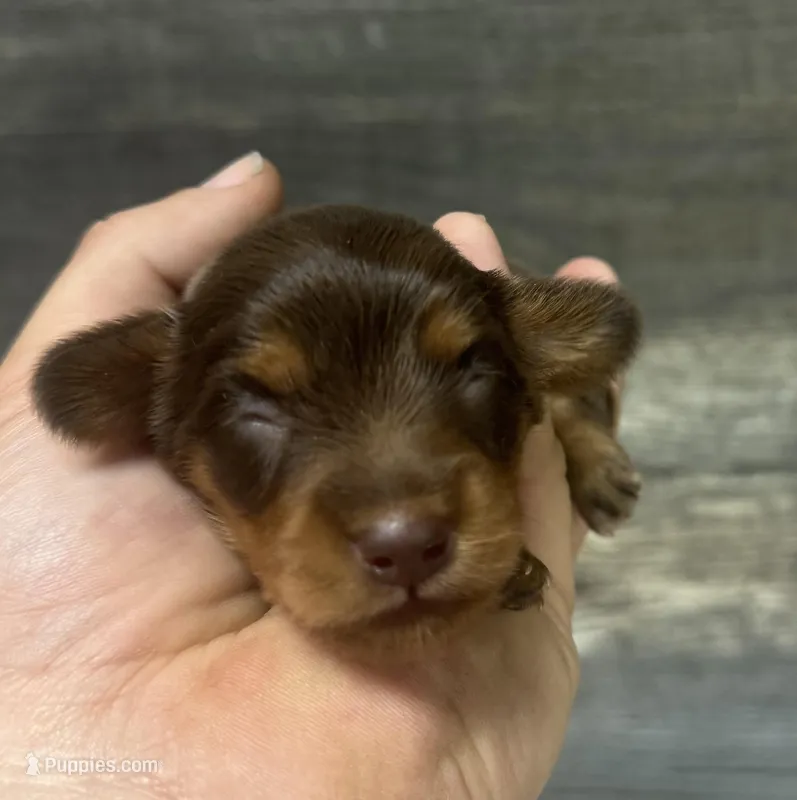 Coco-lh (Russian dad( Deluite and crme) – Miniature Dachshund puppy for sale in Aiken, SC