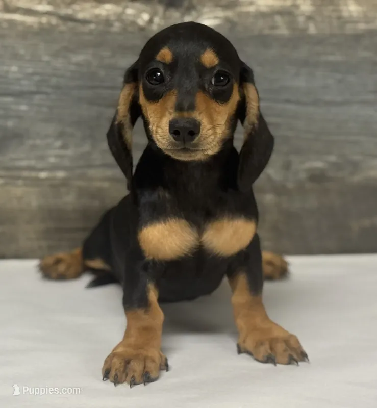 Ginger (daple/creme/lh – Miniature Dachshund puppy for sale in Aiken, SC