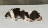 Yank-lh (Deluite/creme/pie—russian dad, a male Miniature Dachshund for sale in Aiken, SC – 2 of 3