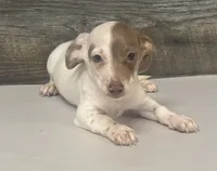 Spot , a male Miniature Dachshund for sale in Aiken, SC – 1 of 3