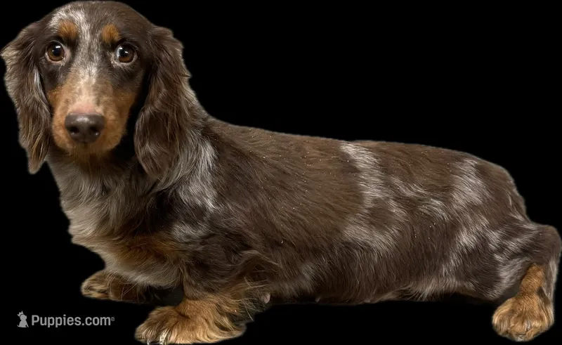 Sprinkle ( pet home) – Miniature Dachshund puppy for sale in Aiken, SC