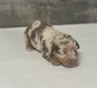 Lolly-lh (daple/creme, a female Miniature Dachshund for sale in Aiken, SC – 2 of 3
