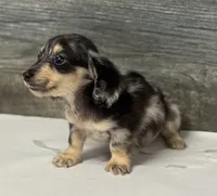Chex-lh (crème/dapple, a male Miniature Dachshund for sale in Aiken, SC – 3 of 3