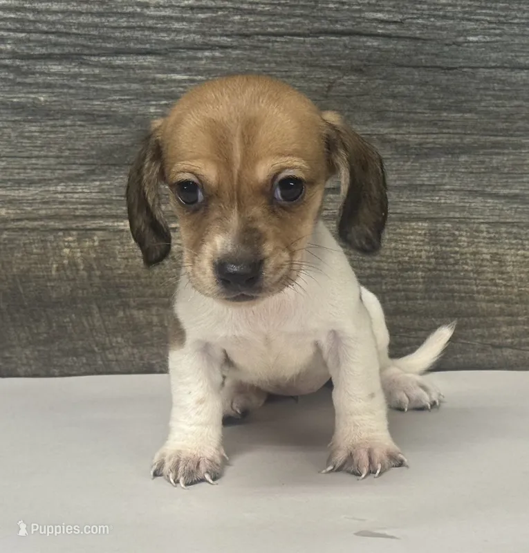Waffles (crème/choc/pie - Russian dad – Miniature Dachshund puppy for sale in Aiken, SC