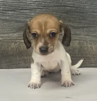 Waffles (crème/choc/pie - Russian dad, a female Miniature Dachshund for sale in Aiken, SC – 1 of 3
