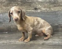 Whisper (daple/deluite/lh, a male Miniature Dachshund for sale in Aiken, SC – 1 of 3