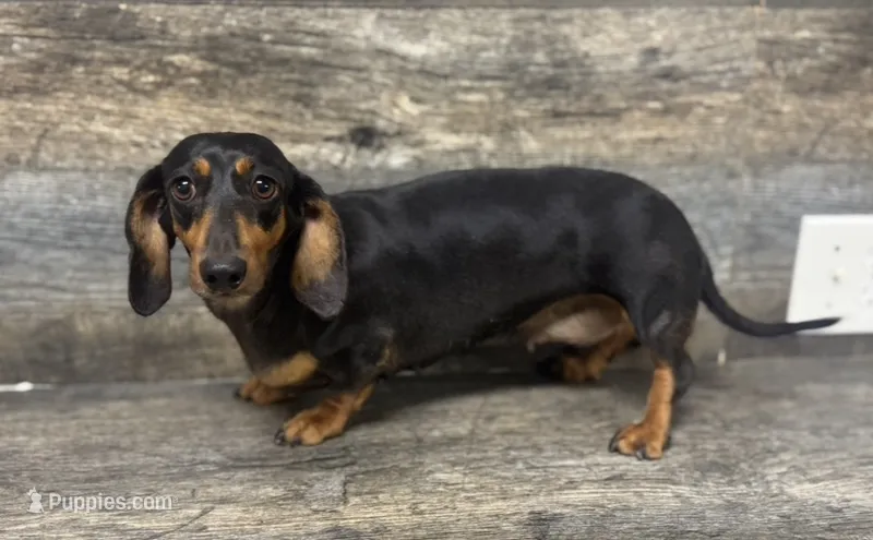 Mia  – Miniature Dachshund puppy for sale in Aiken, SC