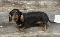 Mia , a female Miniature Dachshund for sale in Aiken, SC – 1 of 1