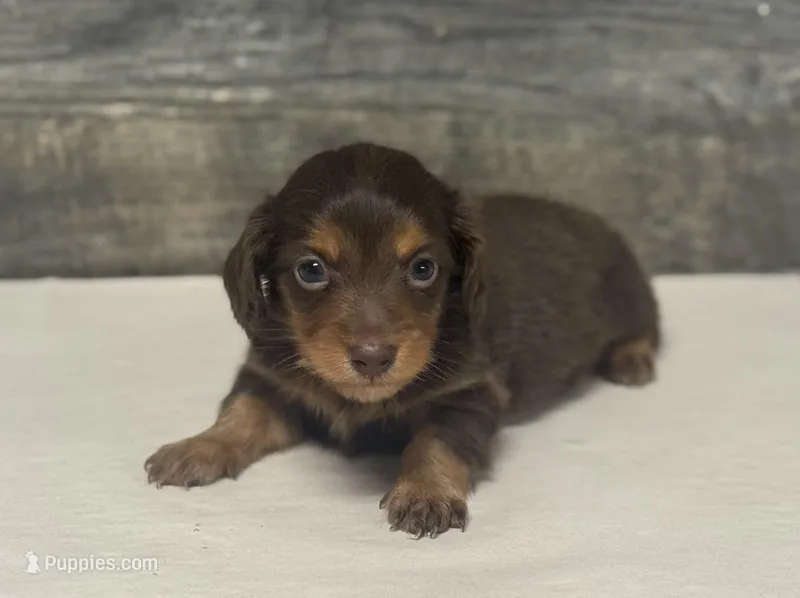 Taz-lh (daple/creme/deluite/pie- Russian dad – Miniature Dachshund puppy for sale in Aiken, SC