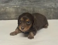 Taz-lh (daple/creme/deluite/pie- Russian dad, a male Miniature Dachshund for sale in Aiken, SC – Photo 2 of 2