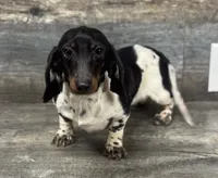Mama oreo (Deluite/dapple/long hair, a female Miniature Dachshund for sale in Aiken, SC – 2 of 3