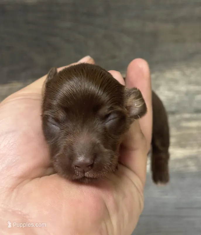 Daisy-lh (Russian dad(creme/deluite – Miniature Dachshund puppy for sale in Aiken, SC