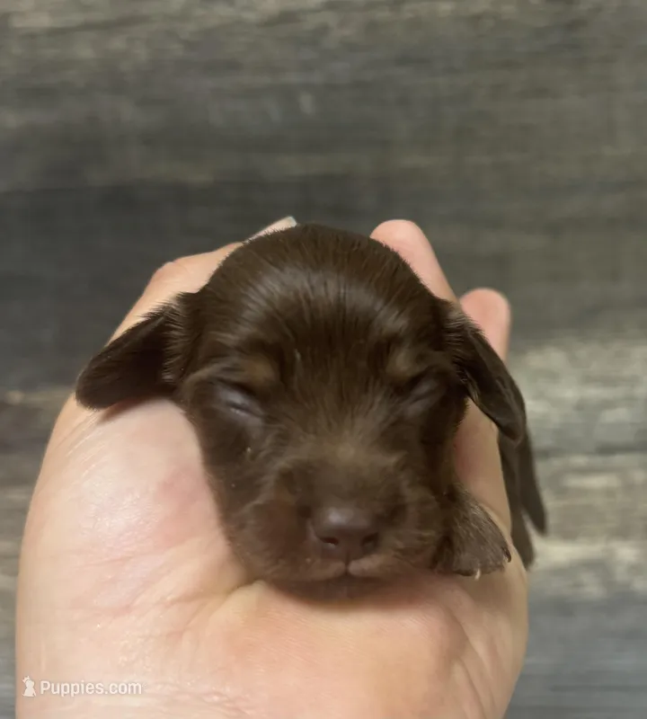 Daisy-lh (Russian dad(creme/deluite – Miniature Dachshund puppy for sale in Aiken, SC